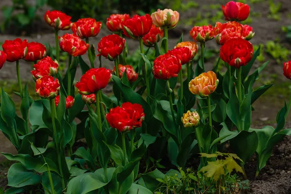 Tulipes Doubles Rouges Dans Jardin Jardinage Aménagement Paysager Jardinage Avec — Photo