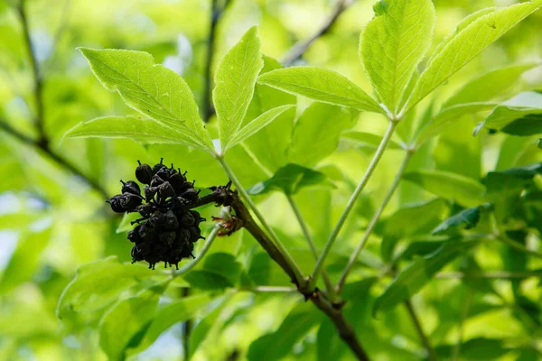 Acanthopanax Senticosus Siberian Ginseng Eleutherococcus Senticosus Berry Στο Δέντρο — Φωτογραφία Αρχείου