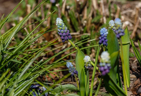 Ανθίζοντας Muscari Στον Κήπο Άνοιξη Καλλιέργεια Βολβωδών Φυτών Στον Κήπο — Φωτογραφία Αρχείου