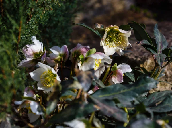 Närbild Hellebore Blommor Selektivt Fokus — Stockfoto