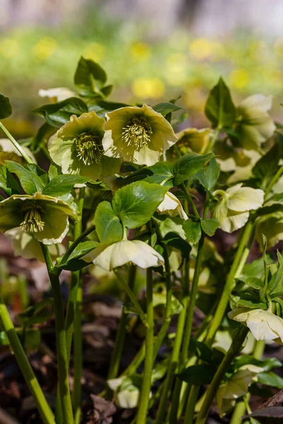 Beautiful Fresh Green Hellebore Helleborus Odorus Spring Garden — Stock Photo, Image