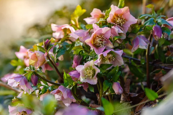 Hellebore Abcházian Řazeno Podle Brauna Jarní Zahradě — Stock fotografie