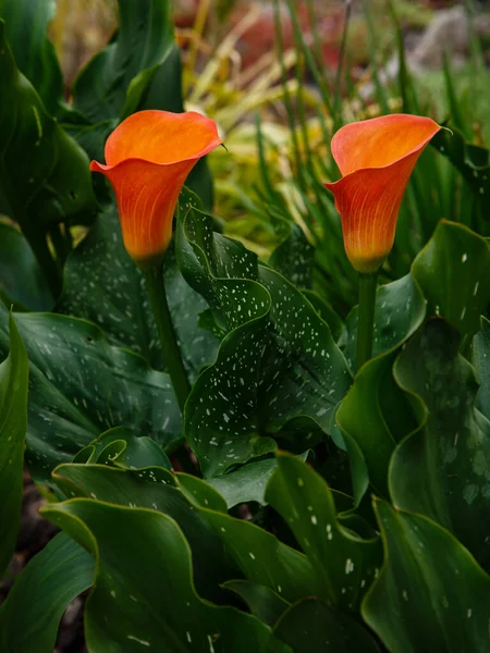 Fleurs Lys Calla Orange Zantedeschia Aethiopica Arum Lily Varkoor Dans — Photo