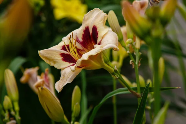 Krásné Denní Květiny Zahradě Létě Trvalé Rostlinné Deníky Hemerocallis Krajinném — Stock fotografie