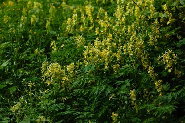 Green Sunny Meadow Park Garden Flowers Corydalis Summer Spring Green — Stock Photo, Image