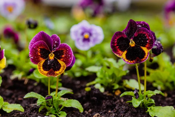 Virágzó Viola Pansy Virágok Kertben Finom Virágos Háttér — Stock Fotó