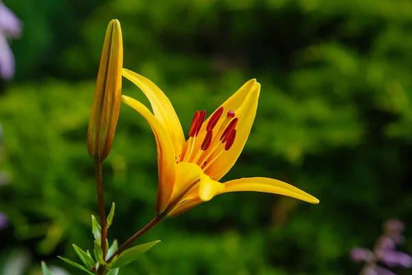 Жовта Квітка Лілії Бульбашковий Лілій Саду — стокове фото