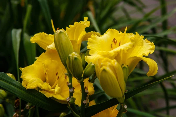 夏には庭に美しいスイレンの花 ランドスケープデザインにおける多年生植物のユリ Hemerocallis — ストック写真