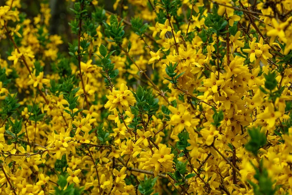 Border Forsythia Ornamental Deciduous Shrub Garden Origin Yellow Forsythia Flowers — Stock Photo, Image