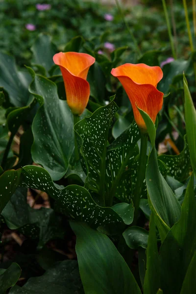 庭のオレンジ色のカラユリの花 Zantedeschia Aethiopica Arum Lilly Varkor — ストック写真