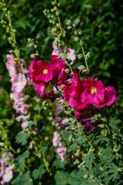 Όμορφα Ροζ Λουλούδια Της Malva Moschata Musk Mallow Musk Mallow — Φωτογραφία Αρχείου