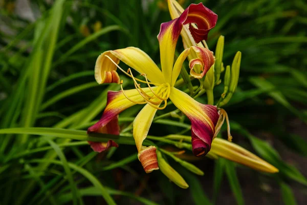 Linda Flor Daylily Jardim Verão Planta Perene Daylily Hemerocallis Projeto — Fotografia de Stock