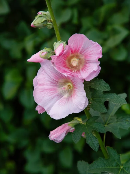 Malva Moschata Nın Güzel Pembe Çiçekleri Musk Mallow Veya Musk — Stok fotoğraf