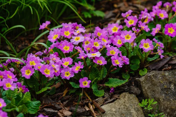 Рожеві Квіти Примули Весняному Саду Пурпурна Примула Вульгарис Первоцвіт Primula — стокове фото