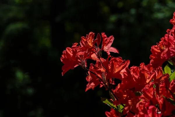 Bloeiende Rododendron Voorjaarstuin Knopen Bloemen Van Rododendrons Een Natuurlijke Achtergrond — Stockfoto