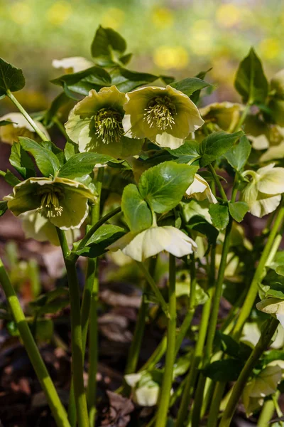 Beautiful Fresh Green Hellebore Helleborus Odorus Spring Garden — Stock Photo, Image