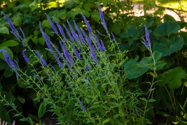 Kwitnienie Veronica Spicata Lub Longleaf Speedwell Ogrodzie Niebieskie Kwiaty Veronica — Zdjęcie stockowe