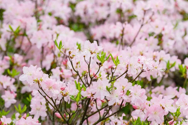 Virágzó Rododendron Tavaszi Kertben Természetes Hátterű Rododendron Rügyei Virágai — Stock Fotó