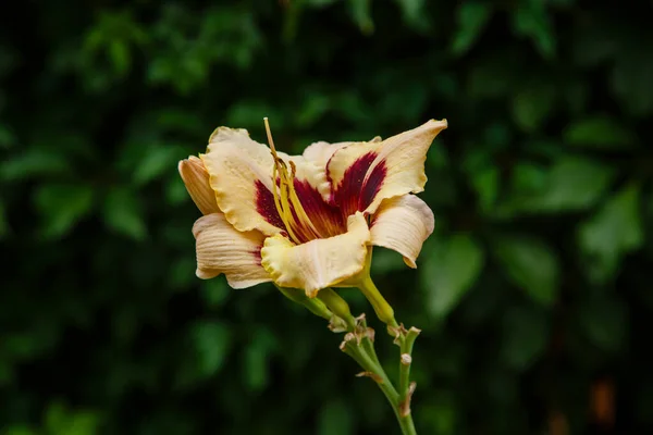 夏に庭で美しいスイレンの花 景観デザインの多年草植物デイリリー ヘメロカリス — ストック写真