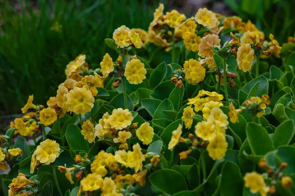 Yellow Flowers Primula Primula Vulgaris Primroses First Flowers Bloom Early — Stock Photo, Image