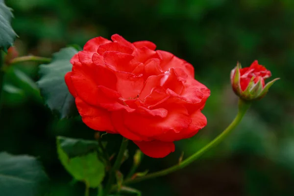 Mooie Rode Rozen Tuin Een Groene Achtergrond — Stockfoto