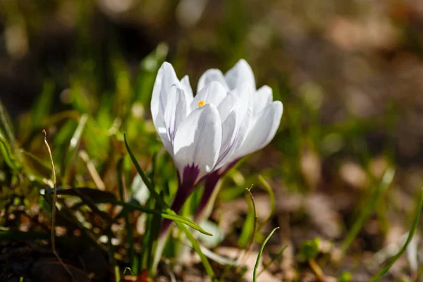 Białe Krokusy Wiosennym Ogrodzie — Zdjęcie stockowe