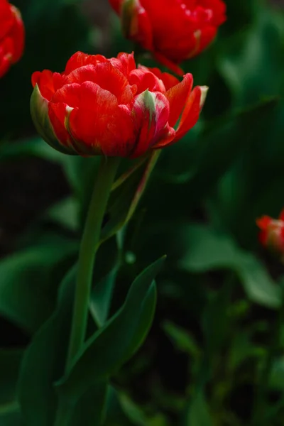 Tulipanes Dobles Rojos Jardín Jardinería Diseño Paisajes Jardinería Con Plantas — Foto de Stock