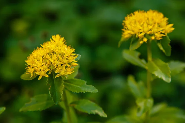 Yellow Flowers Sedum Blossom Yellow Sedum Garden — Stock Photo, Image