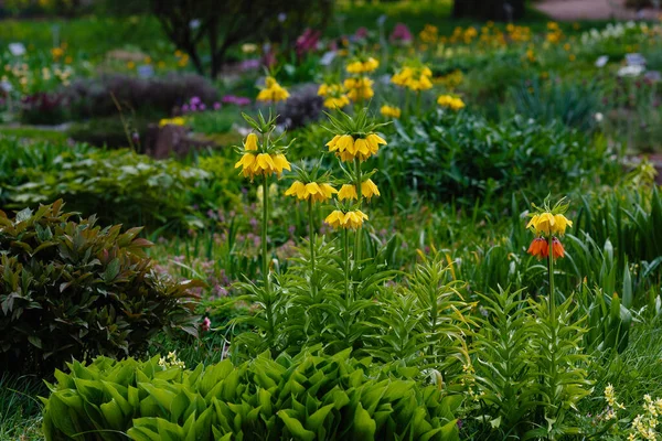 Фрітіларія Імперіал Росте Саду Crown Imperial Вид Квіткових Рослин Лілійній — стокове фото