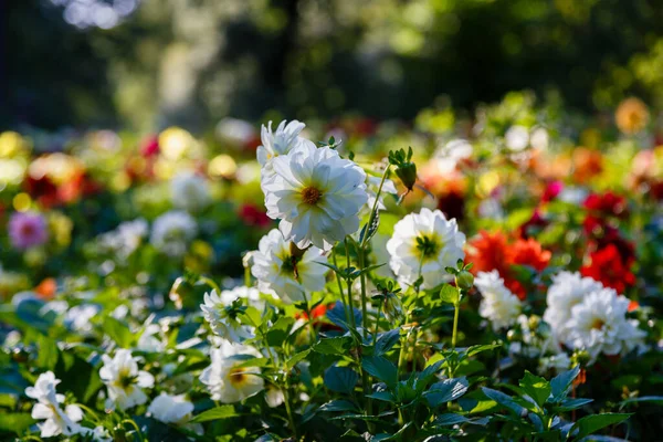 Blommor Ettã Riga Dahlior Trã Dgã — Stockfoto