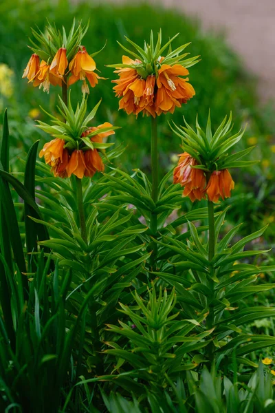 Корона Империи Fritillaria Imperialis Саду Апельсиновые Цветы Fritillaria Imperial Род — стоковое фото