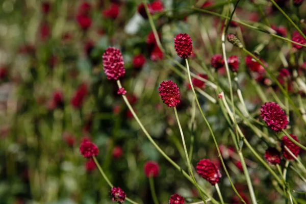 Sanguisorba Sanguisorba Officinalis Naturlig Bakgrund Flowes Burnet Trädgården Odling Medicinalväxter — Stockfoto