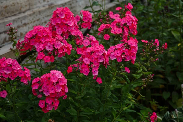 Beautiful Flowers Phlox Paniculata Flowering Branches Phlox Garden — Stock Photo, Image