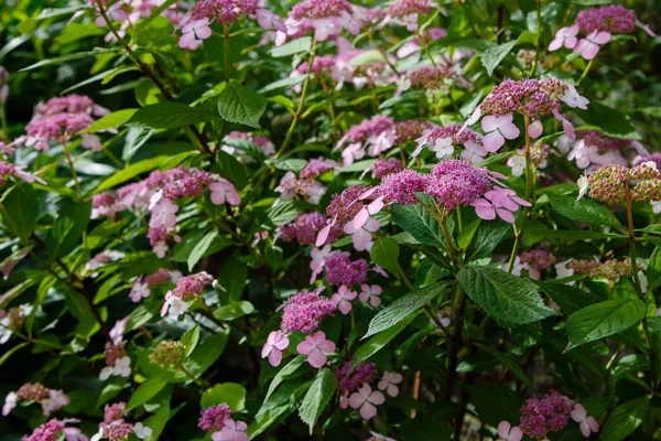 Hydrangea Koreana Florece Con Flores Rosadas —  Fotos de Stock