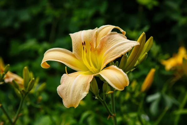 Yazın Bahçede Güzel Güpegündüz Çiçekler Manzara Tasarımında Daimi Bitki Zambakları — Stok fotoğraf