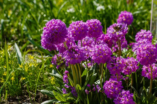 Primula Denticulata Drumstick Primula Purple Garden Flowers Natural Background — Stock Photo, Image