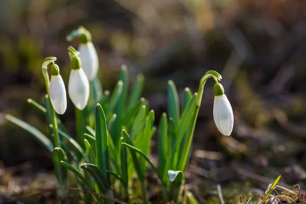 Kwiaty Wiosennego Ogrodu Ommon Snowdrop Galanthus Nivalis Kwiaty Naturalnym Zielonym — Zdjęcie stockowe