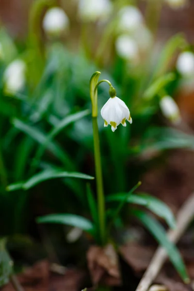 Leucojum Vernum Primavera Flor Branca Uma Planta Floração Precoce Que — Fotografia de Stock