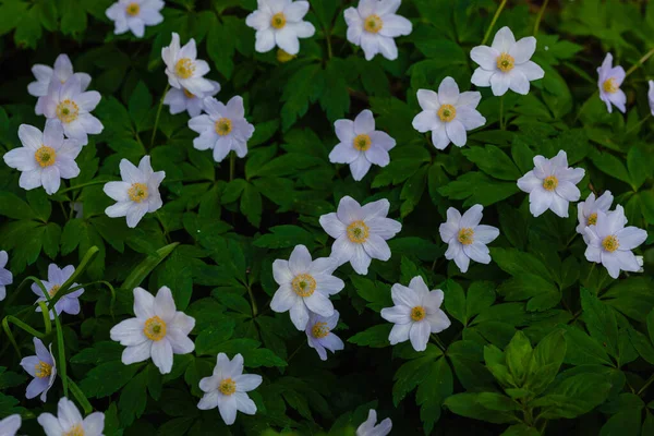 Blue Wood Anemone Flowers Spring Garden Forest — Stock Photo, Image