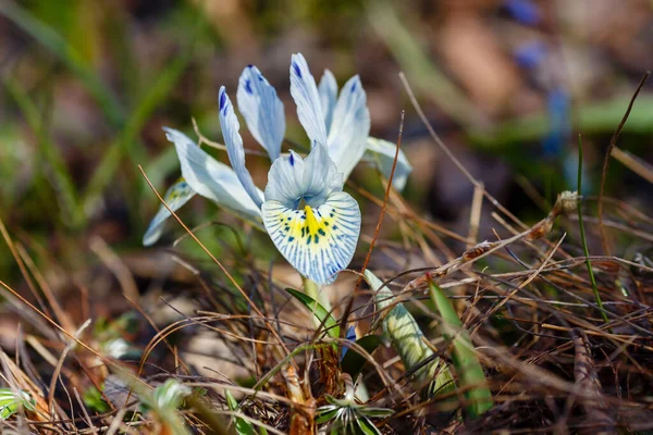 Bahar Bahçesinde Mavi Iridodictyum Çiçeği — Stok fotoğraf