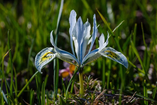 Bahar Bahçesinde Mavi Iridodictyum Çiçeği — Stok fotoğraf