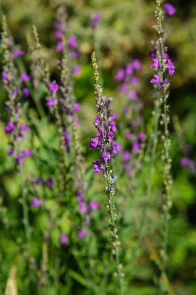 园中的紫丁香 花园里的野花 — 图库照片