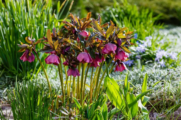 Lenten Rose (Helleborus caucasicus) in spring garden. Helleborus abchasicus.