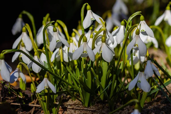 春の庭で美しい降雪 自然の中でかなり白い花の雪滴 Galanthus — ストック写真