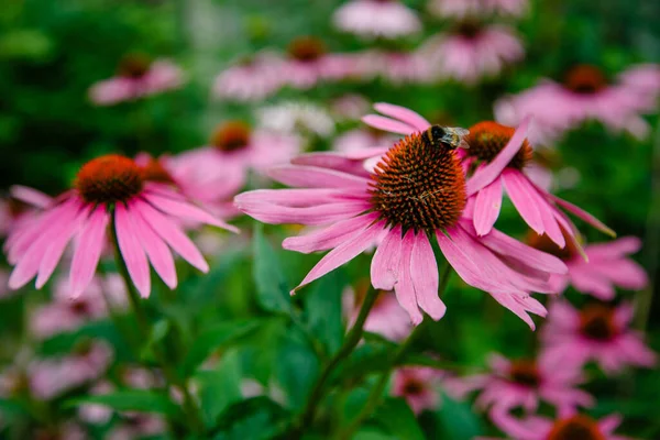 Růžový Allium Sphaerocephalon Zahradě Včela Kytce — Stock fotografie