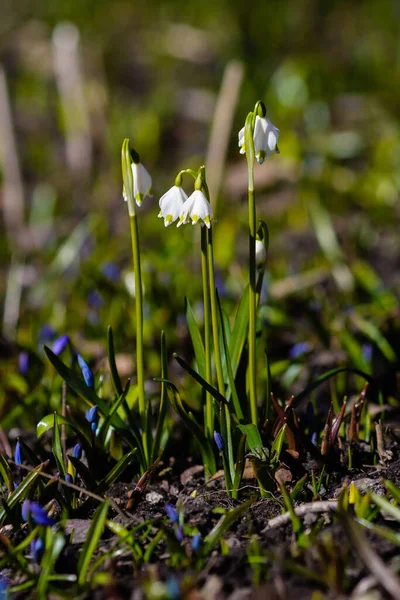 Snowdrop spring flowers. Delicate Snowdrop flower is one of the spring symbols. Early flowering bulbous plants in the spring garden or forest, Park. The natural background.