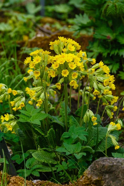 명칭은 Primula Officinalis 알프스 언덕에 정원에는 화초들이 정원에 아름다운 — 스톡 사진