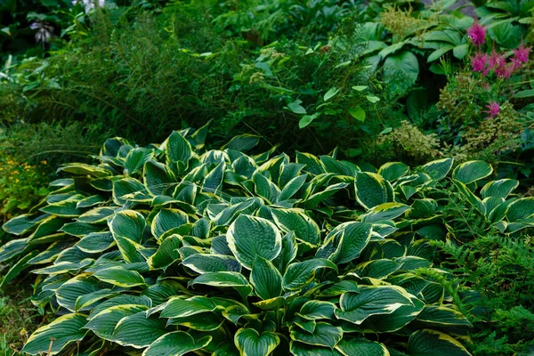 Hosta Lat Hosta 在花园里 一种多年生草本植物 属于绿科 美丽而明亮的绿叶观赏植物 — 图库照片