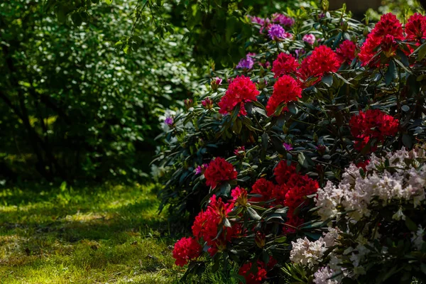 Kwitnący Rododendron Wiosennym Ogrodzie Pąki Kwiaty Rododendronów Naturalnym Tle — Zdjęcie stockowe