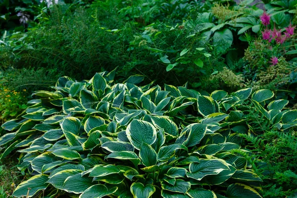 Hosta Lat Hosta 在花园里 一种多年生草本植物 属于绿科 美丽而明亮的绿叶观赏植物 — 图库照片